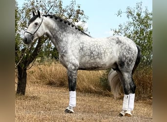 PRE Mix, Ogier, 5 lat, 162 cm, Siwa jabłkowita