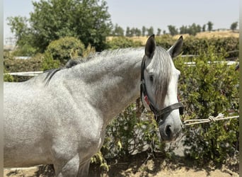 PRE, Ogier, 5 lat, 162 cm, Siwa