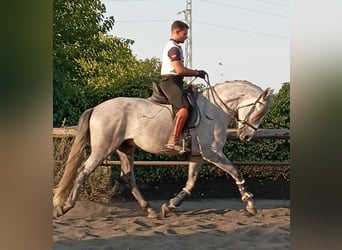 PRE, Ogier, 5 lat, 162 cm, Siwa