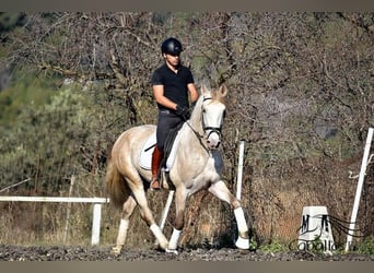 PRE Mix, Ogier, 5 lat, 162 cm, Siwa