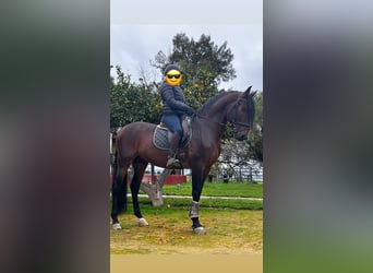 PRE Mix, Ogier, 5 lat, 163 cm, Gniada