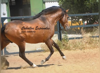 PRE Mix, Ogier, 5 lat, 163 cm, Jelenia
