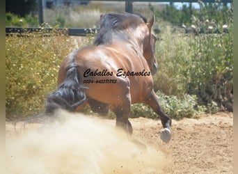 PRE Mix, Ogier, 5 lat, 163 cm, Jelenia