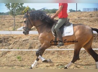 PRE Mix, Ogier, 5 lat, 163 cm, Jelenia