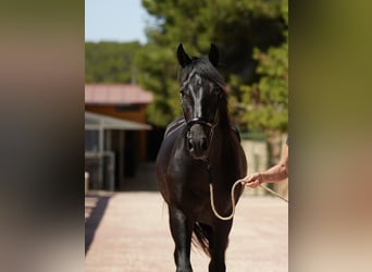 PRE, Ogier, 5 lat, 164 cm, Gniada