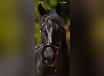 PRE, Ogier, 5 lat, 164 cm, Gniada