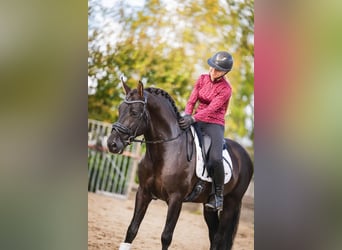 PRE, Ogier, 5 lat, 164 cm, Kara