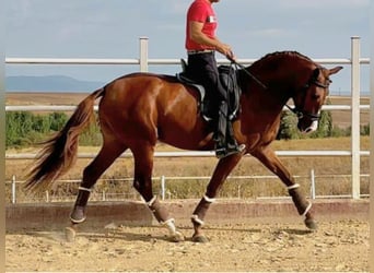 PRE Mix, Ogier, 5 lat, 164 cm, Kasztanowata