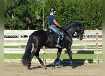 PRE Mix, Ogier, 5 lat, 164 cm