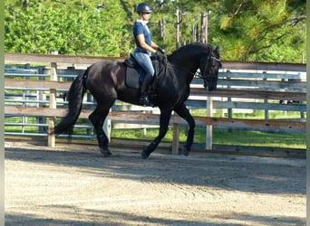 PRE Mix, Ogier, 5 lat, 164 cm