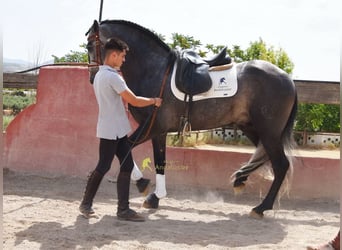 PRE, Ogier, 5 lat, 164 cm, Siwa