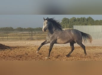 PRE Mix, Ogier, 5 lat, 164 cm, Stalowosiwy