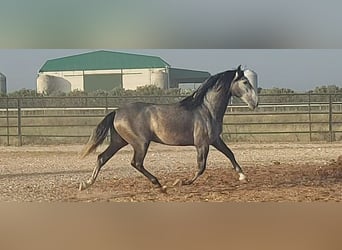 PRE Mix, Ogier, 5 lat, 164 cm, Stalowosiwy