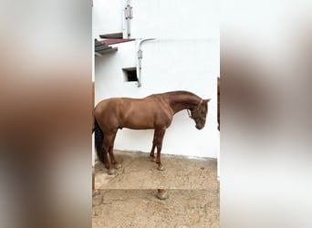 PRE Mix, Ogier, 5 lat, 165 cm, Cisawa