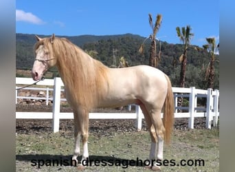 PRE Mix, Ogier, 5 lat, 165 cm, Cremello