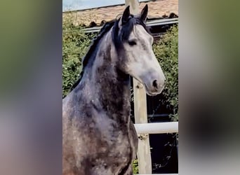 PRE Mix, Ogier, 5 lat, 165 cm, Siwa jabłkowita