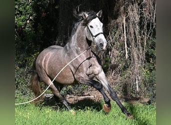 PRE Mix, Ogier, 5 lat, 165 cm, Siwa