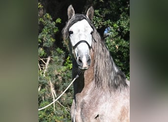 PRE Mix, Ogier, 5 lat, 165 cm, Siwa