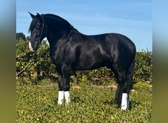 PRE, Ogier, 5 lat, 166 cm, Kara