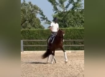 PRE Mix, Ogier, 5 lat, 166 cm, Kasztanowata