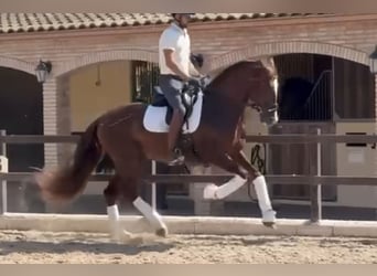 PRE Mix, Ogier, 5 lat, 166 cm, Kasztanowata