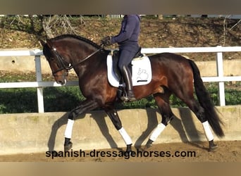 PRE Mix, Ogier, 5 lat, 167 cm, Gniada