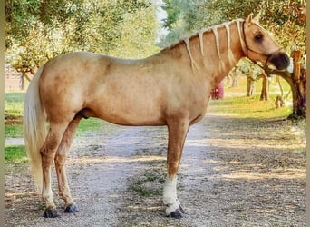 PRE Mix, Ogier, 5 lat, 167 cm, Izabelowata