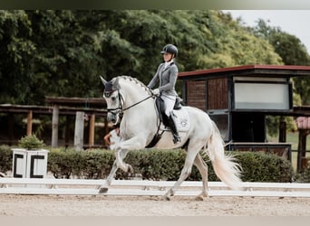 PRE, Ogier, 5 lat, 167 cm