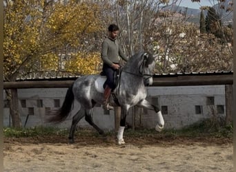 PRE Mix, Ogier, 5 lat, 167 cm, Siwa