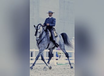 PRE Mix, Ogier, 5 lat, 167 cm, Siwa