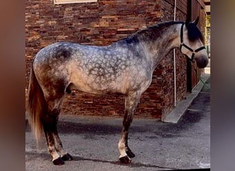 PRE Mix, Ogier, 5 lat, 167 cm, Siwa