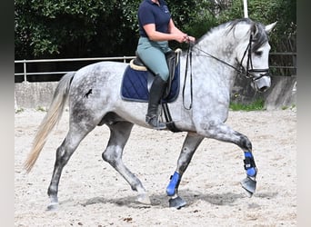 PRE Mix, Ogier, 5 lat, 167 cm, Siwa