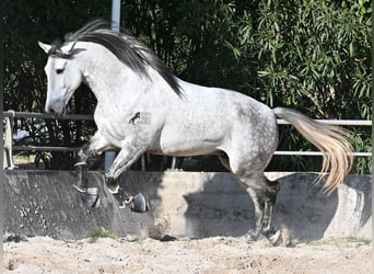 PRE Mix, Ogier, 5 lat, 167 cm, Siwa