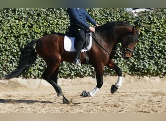 PRE Mix, Ogier, 5 lat, 168 cm, Ciemnogniada