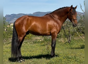 PRE Mix, Ogier, 5 lat, 168 cm, Gniada