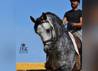 PRE Mix, Ogier, 5 lat, 168 cm, Siwa jabłkowita