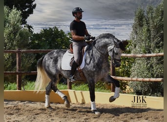 PRE Mix, Ogier, 5 lat, 168 cm, Siwa jabłkowita