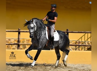 PRE Mix, Ogier, 5 lat, 168 cm, Siwa jabłkowita