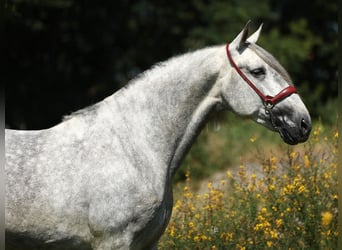 PRE Mix, Ogier, 5 lat, 168 cm, Siwa