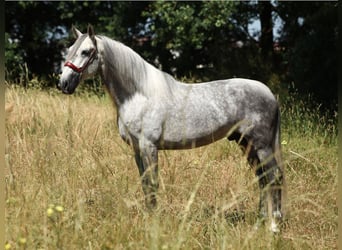 PRE Mix, Ogier, 5 lat, 168 cm, Siwa