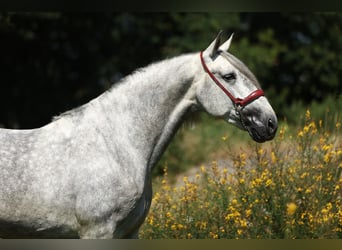 PRE Mix, Ogier, 5 lat, 168 cm, Siwa