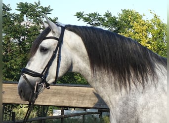 PRE Mix, Ogier, 5 lat, 169 cm, Siwa