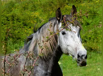 PRE Mix, Ogier, 5 lat, 169 cm, Siwa