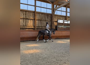 PRE Mix, Ogier, 5 lat, 169 cm, Siwa