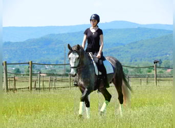 PRE Mix, Ogier, 5 lat, 169 cm, Siwa