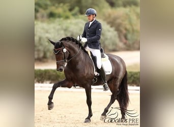 PRE Mix, Ogier, 5 lat, 170 cm, Gniada