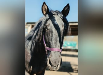 PRE Mix, Ogier, 5 lat, 170 cm, Kara