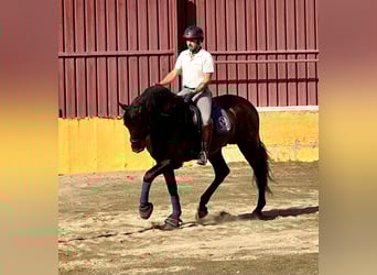 PRE, Ogier, 5 lat, 170 cm