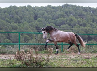 PRE Mix, Ogier, 5 lat, 170 cm