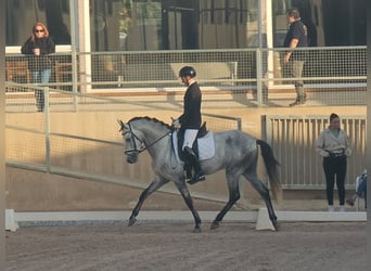PRE, Ogier, 5 lat, 170 cm, Siwa